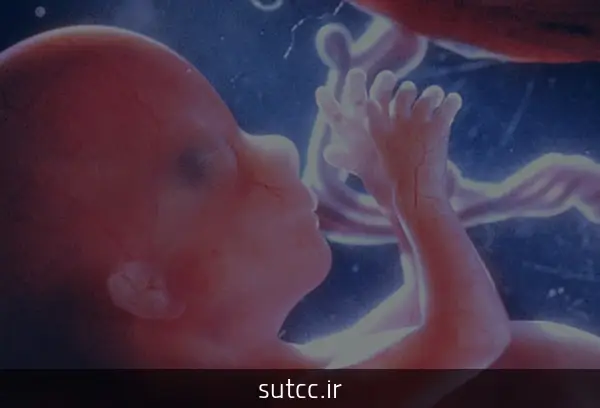رشد جنین هفته به هفته